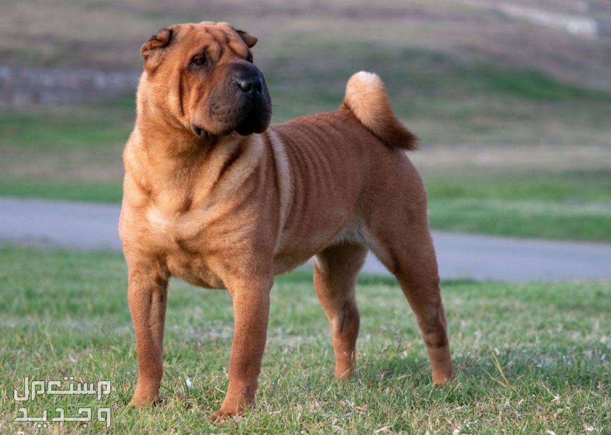 كلاب صينيه - تعرف على أشهر الأنواع الأليفة كلاب شار بي (Shar-Peis)