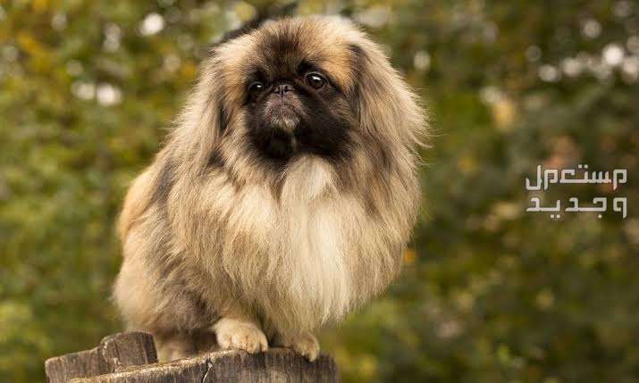 كلاب صينيه - تعرف على أشهر الأنواع الأليفة كلاب البكيني (Pekingese)