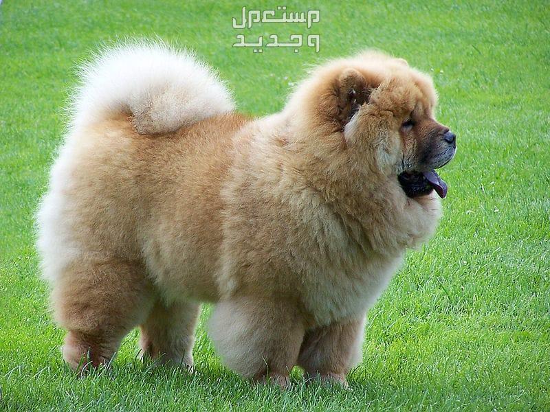 كلاب صينيه - تعرف على أشهر الأنواع الأليفة كلاب تشاو تشو (Chow Chow)