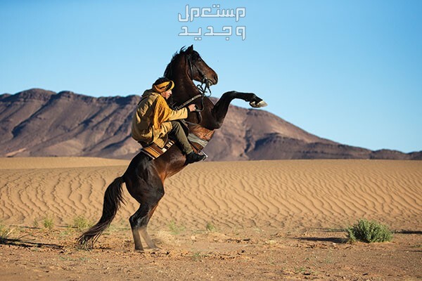 خيول مغربية - تعرف على أفضلهم خيل مغربي