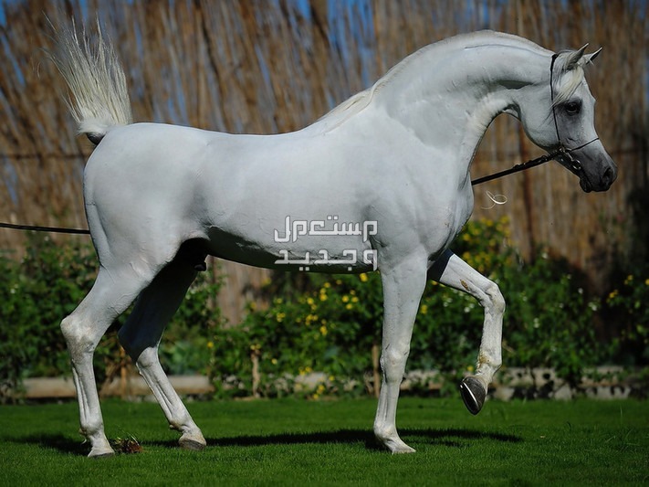 خيول مغربية - تعرف على أفضلهم حصان عربي