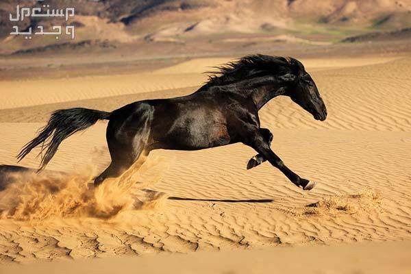 خيول مغربية - تعرف على أفضلهم حصان بربري