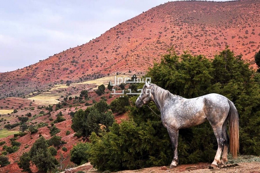 خيول مغربية - تعرف على أفضلهم حصان مغربي قوي