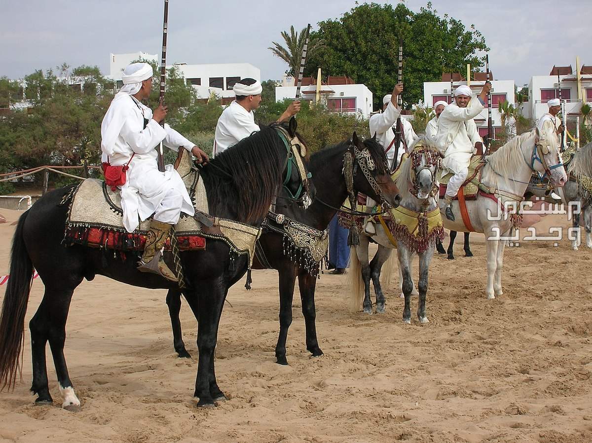 خيول مغربية - تعرف على أفضلهم خيول مغربية