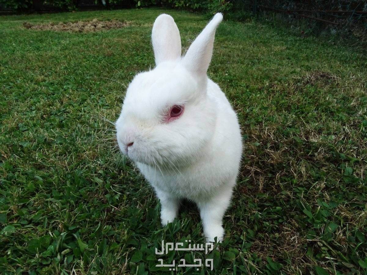تعرف على ارانب امريكيه يمكن تربيتها داخل المنزل المظهر العام للأرنب الأمريكي