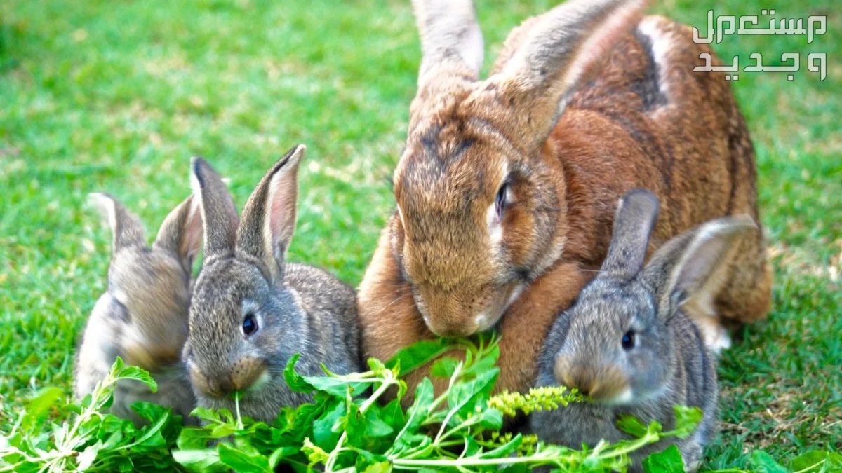 تعرف على ارانب فلمش العملاقة في السعودية حجم أرنب فلمش مقارنة بالسلالات الأخرى