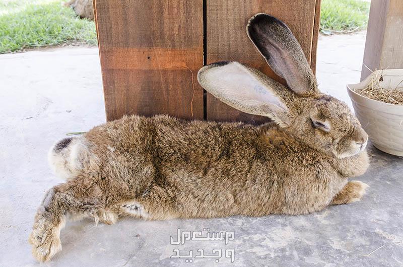 تعرف على ارانب فلمش العملاقة في السعودية الطول الرائع لأرنب فلمش العملاق