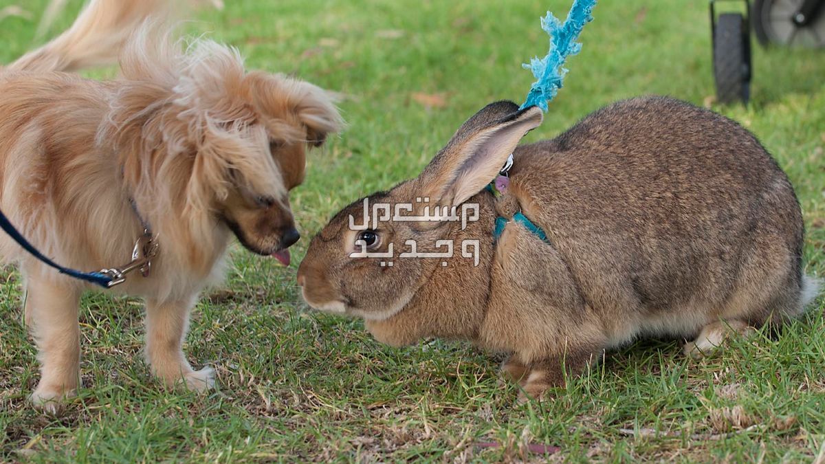 تعرف على ارانب فلمش العملاقة في السعودية يمتلك أرنب فلمش حجم كبير