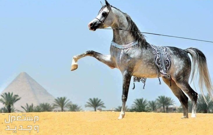 خيول مصرية فريدة من نوعها تعرف عليها عراقة الخيول المصرية