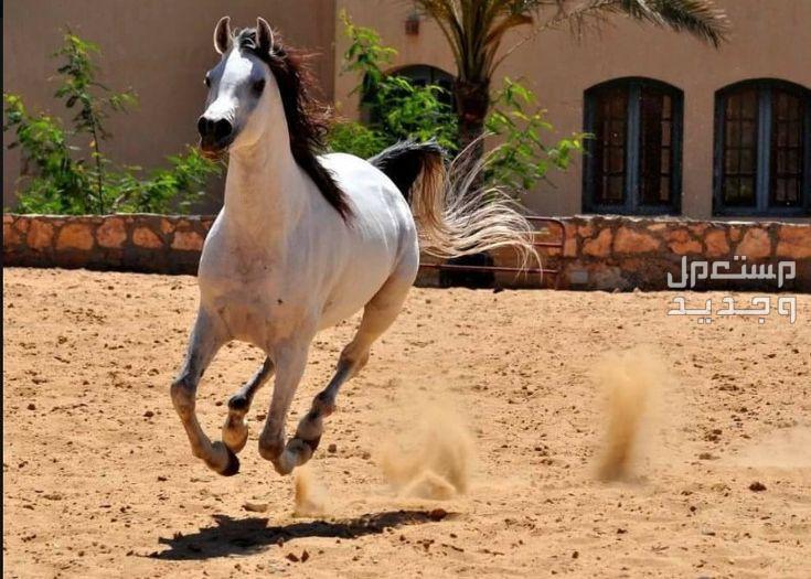 خيول مصرية فريدة من نوعها تعرف عليها خيل مصري أبيض
