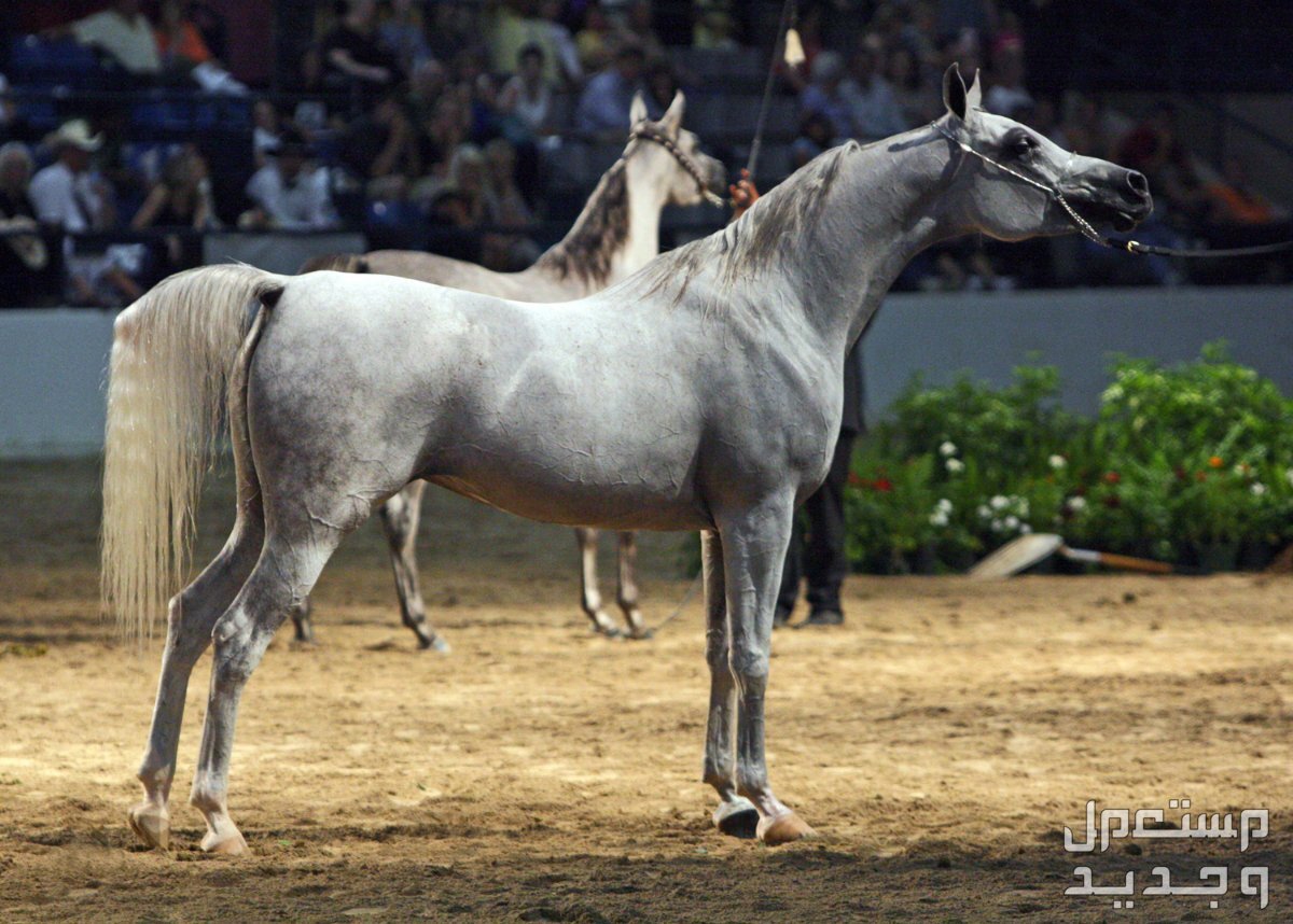 خيول مصرية فريدة من نوعها تعرف عليها خيل عربي