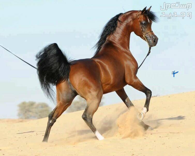 خيول مصرية فريدة من نوعها تعرف عليها قوة الخيول المصرية