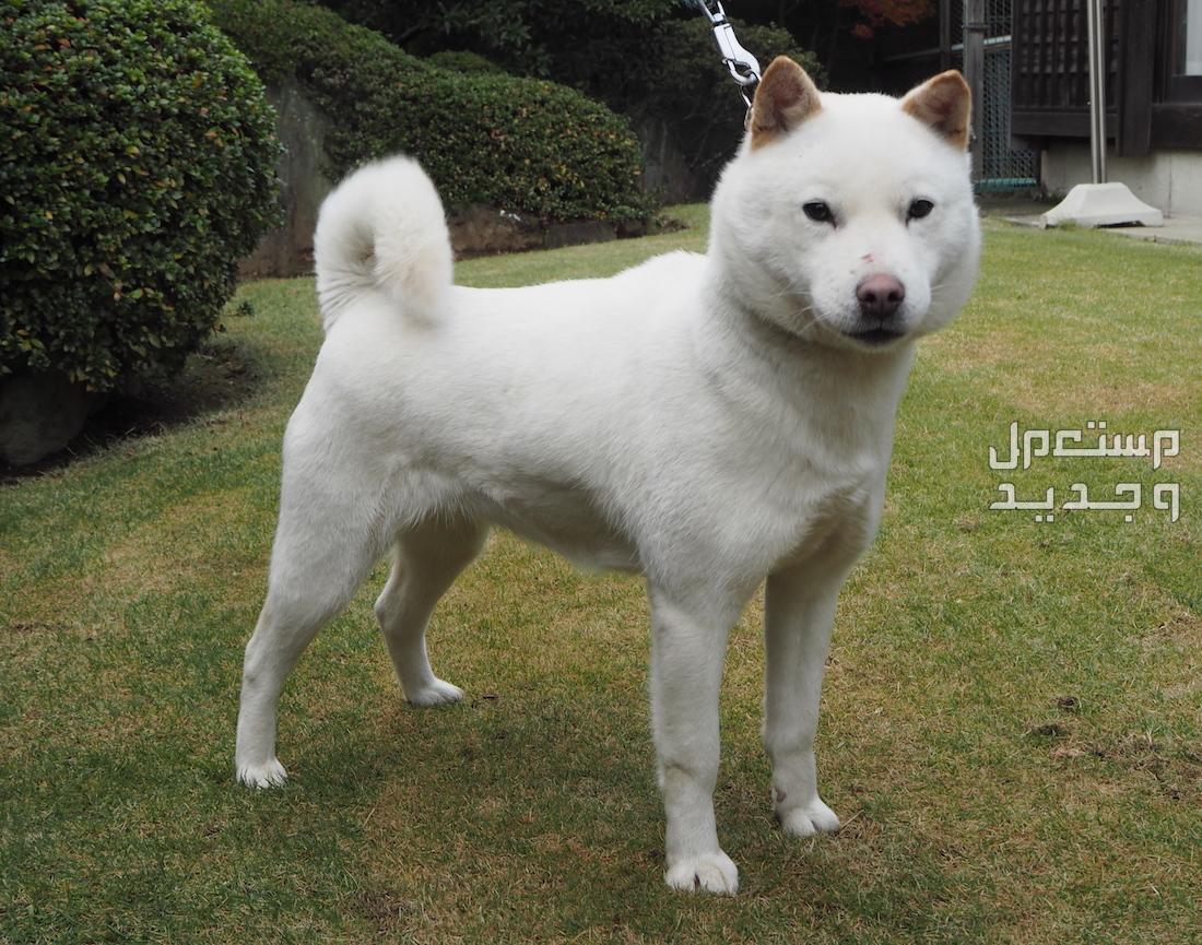 تعرف على أشهر 10 كلاب يابانية كلب هوكايدو (Hokkaido Inu)