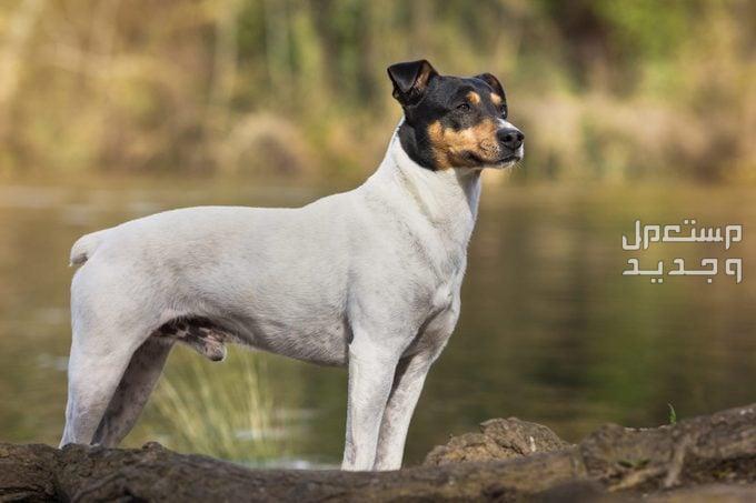 تعرف على أشهر 10 كلاب يابانية كلب ترير الياباني (Japanese Terrier)