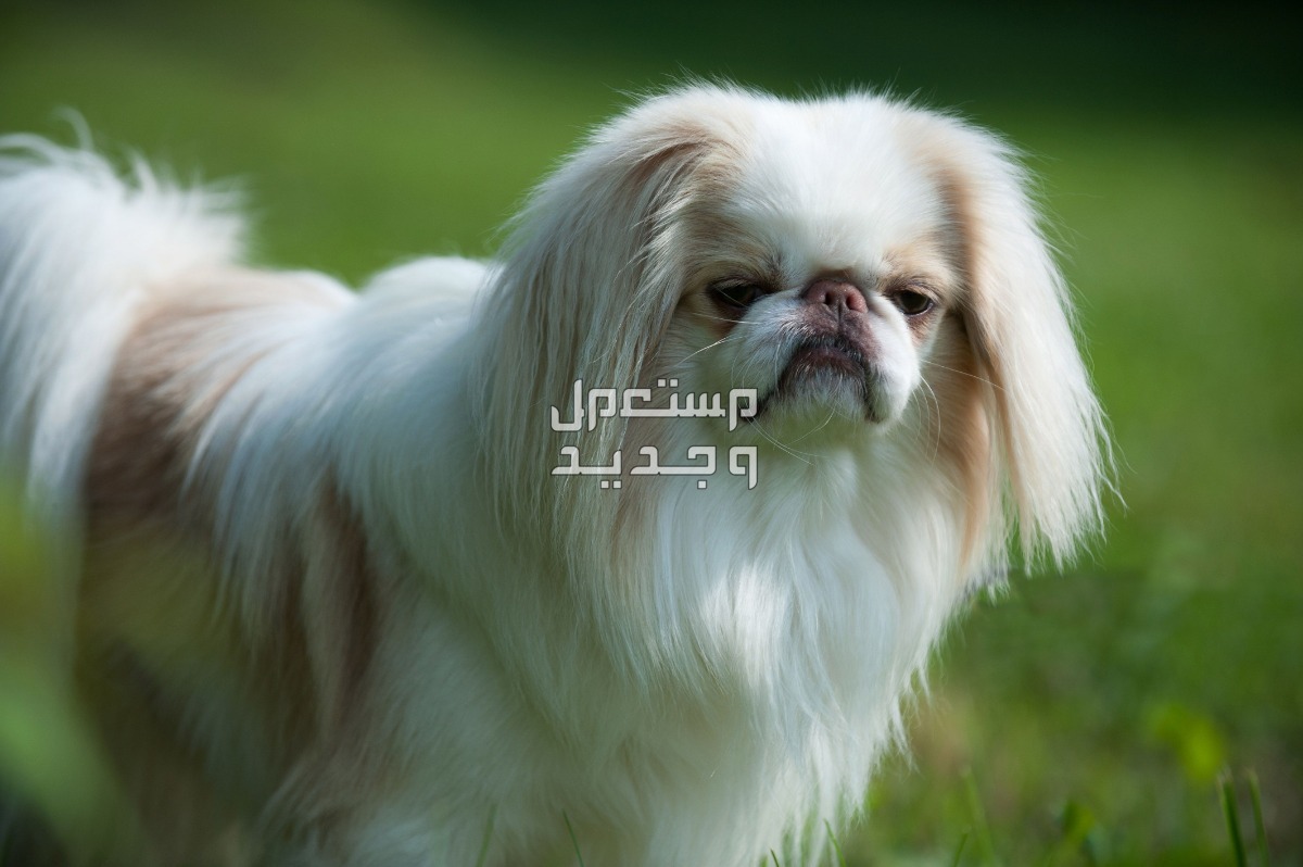 تعرف على أشهر 10 كلاب يابانية كلب الشين الياباني (Japanese Chin)