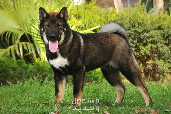 تعرف على أشهر 10 كلاب يابانية كلب شيكوكو (Shikoku)
