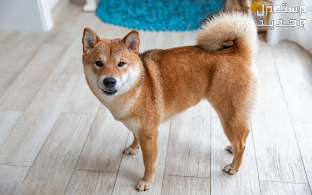 تعرف على أشهر 10 كلاب يابانية كلب شيبو إينو (Shiba Inu)