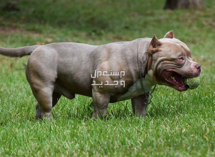 كلب بولي امريكي- تعرف على كل ما يخصه حجم كلب بولي الأمريكي