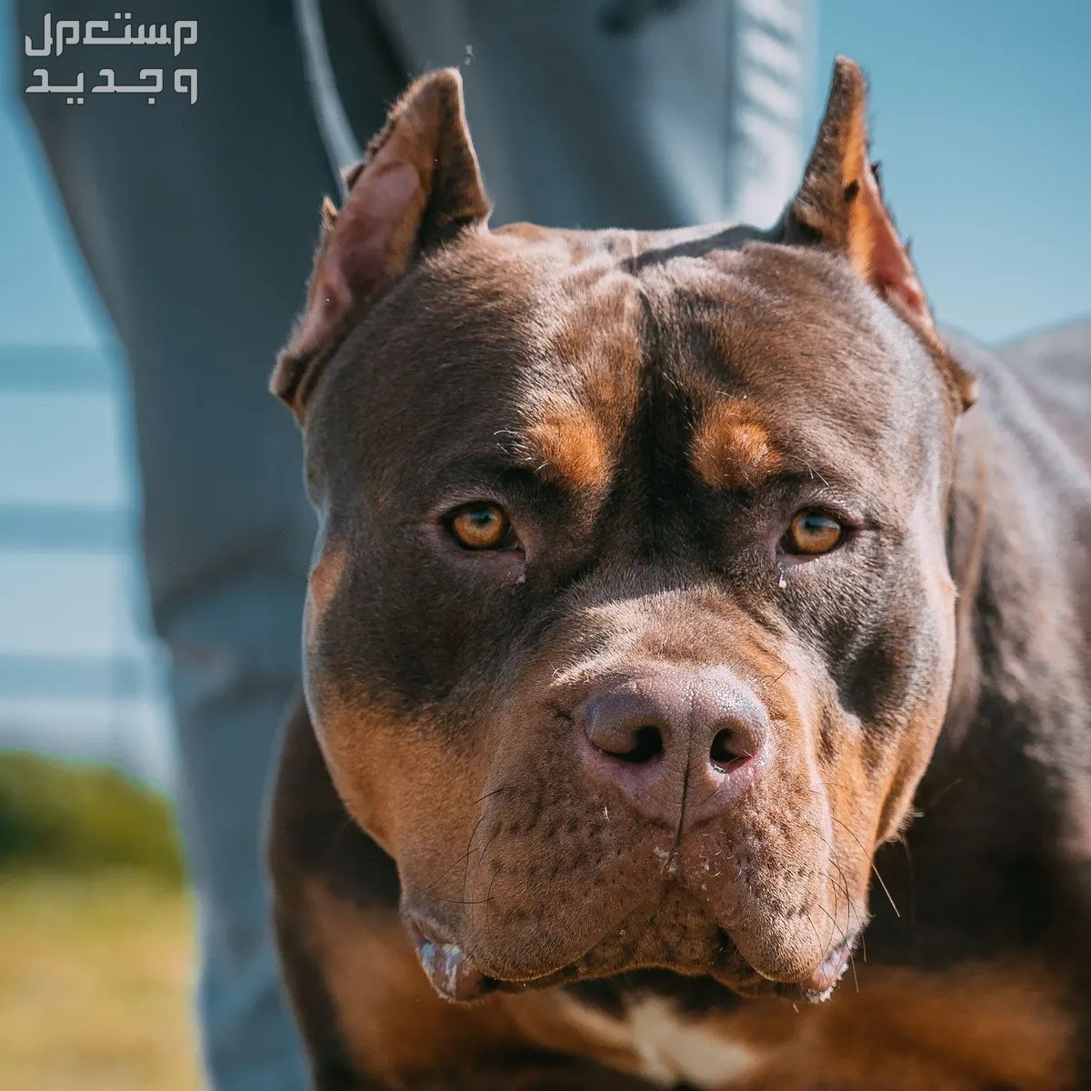 كلب بولي امريكي- تعرف على كل ما يخصه وجه كلب بولي امريكي