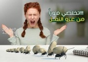 شركة مكافحة النمل الابيض بحائل رش مبيدات شركة مكافحة حشرات بحائل 0540349618