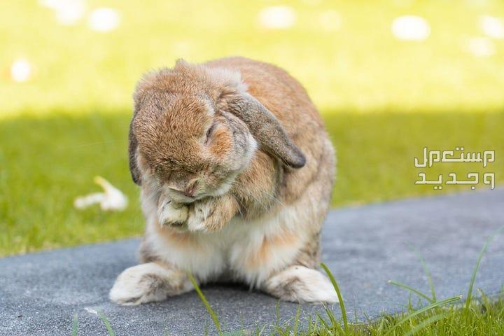 تعلم طرق تربية ارانب بطريقة صحيحة أرنب يعتني بنفسه