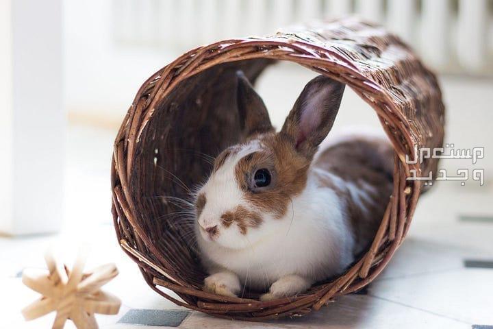 تعلم طرق تربية ارانب بطريقة صحيحة في لبنان منزل صغير للأرنب