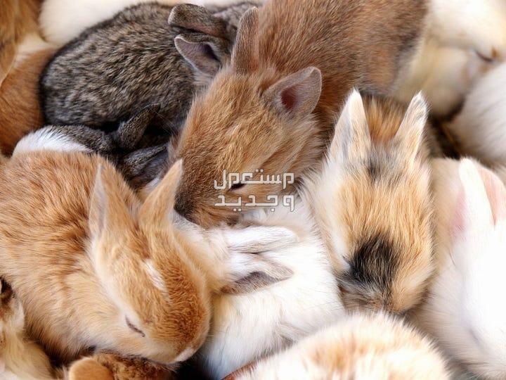 تعلم طرق تربية ارانب بطريقة صحيحة في الأردن تربية ارانب صغيرة