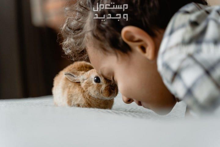 تعلم طرق تربية ارانب بطريقة صحيحة في الأردن أرنب صغير مع صديقه