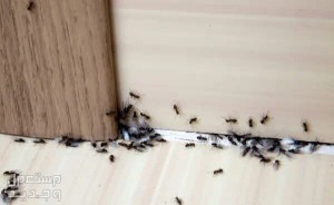 شركة مكافحة البق والصراصير بحائل رش مبيدات النمل مكافحة الصراصير بحائل 0540349618