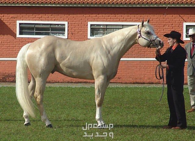 تعرف على أفضل الخيول في العالم للمبتدئين في السعودية خيول كوارتر الأمريكية
