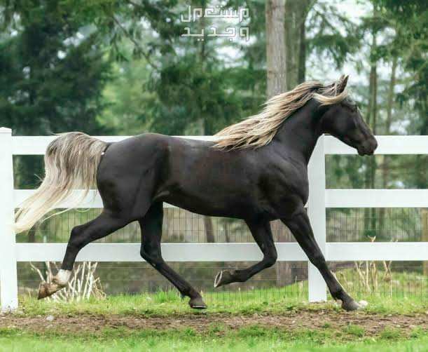 تعرف على أفضل الخيول في العالم للمبتدئين خيول جبال كنتاكي