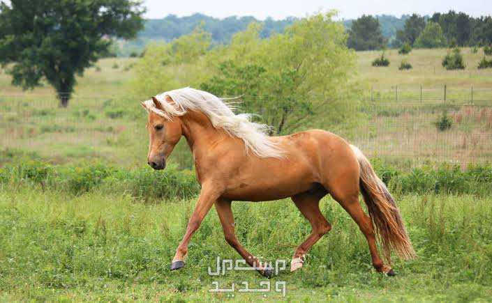 تعرف على أفضل الخيول في العالم للمبتدئين في السعودية خيول مورغان