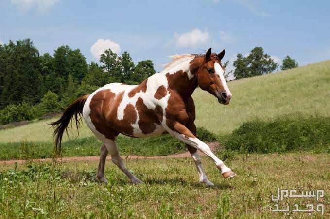 تعرف على أفضل الخيول في العالم للمبتدئين خيول الطلاء الأمريكية