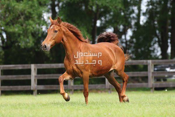 تعرف على أفضل الخيول في العالم للمبتدئين في السعودية خيول ميزوري فوكس تروتر