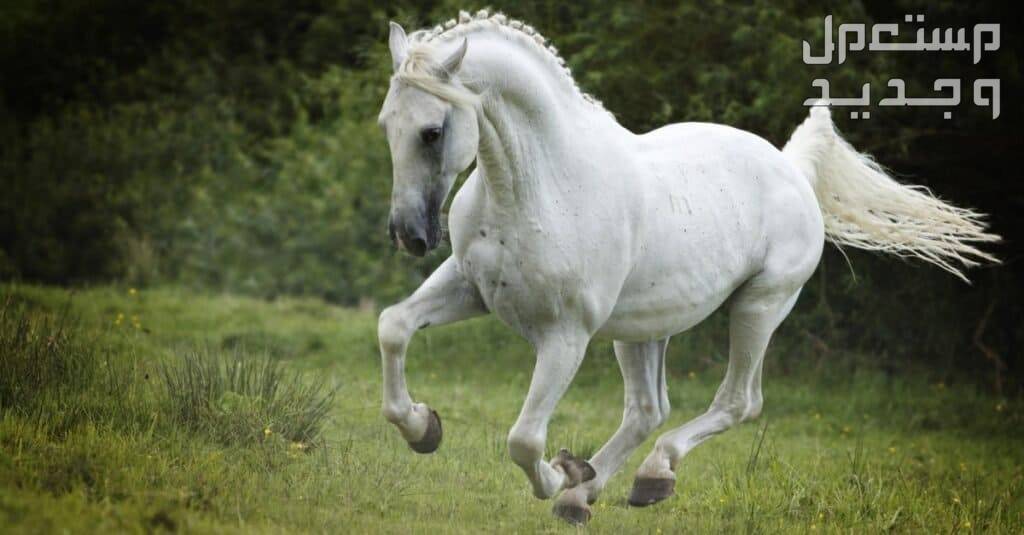 تعرف على أفضل الخيول في العالم للمبتدئين في السعودية خيل أبيض مميز