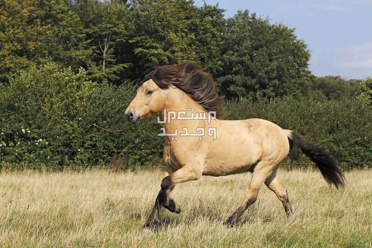 تعرف على أفضل الخيول في العالم للمبتدئين في ليبيا الخيول الأيسلندية