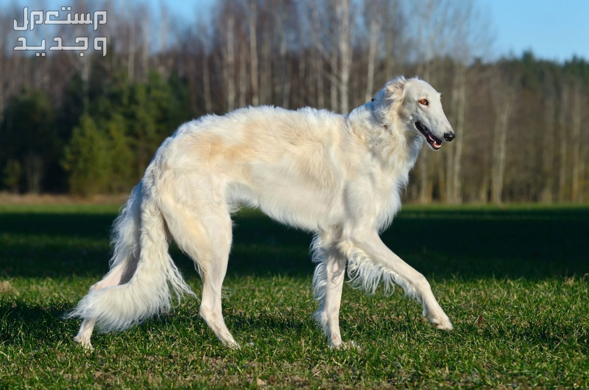 شاهد أفضل 10 سلالات كلاب روسية مشهورة في الأردن كلب بورزوي