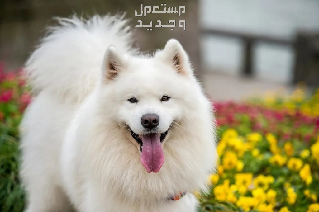 شاهد أفضل 10 سلالات كلاب روسية مشهورة في الأردن كلب سامويد