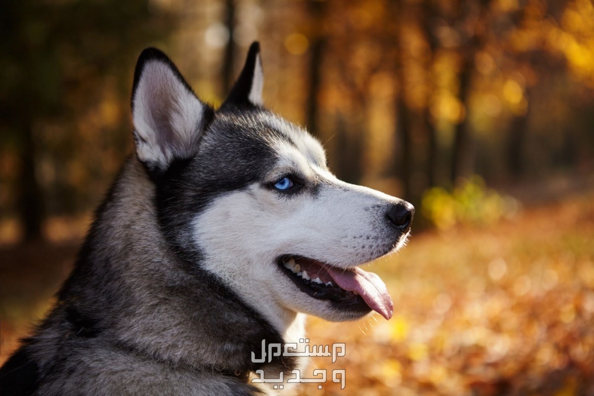 شاهد أفضل 10 سلالات كلاب روسية مشهورة في الأردن كلب روسي