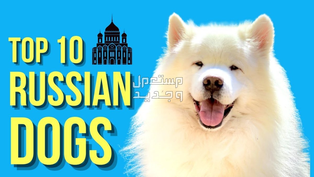 شاهد أفضل 10 سلالات كلاب روسية مشهورة في الأردن أفضل عشر كلاب روسية