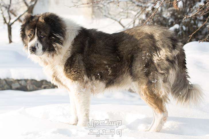 شاهد أفضل 10 سلالات كلاب روسية مشهورة في الأردن كلب الراعي القوقازي