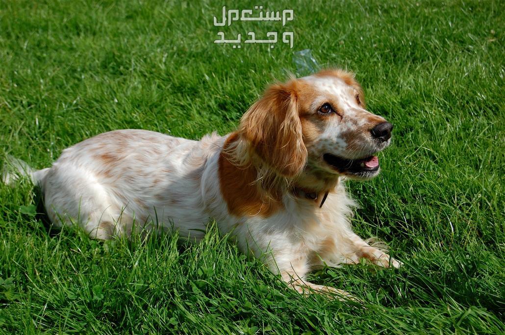 شاهد أفضل 10 سلالات كلاب روسية مشهورة في الأردن كلب سبانيل الروسي