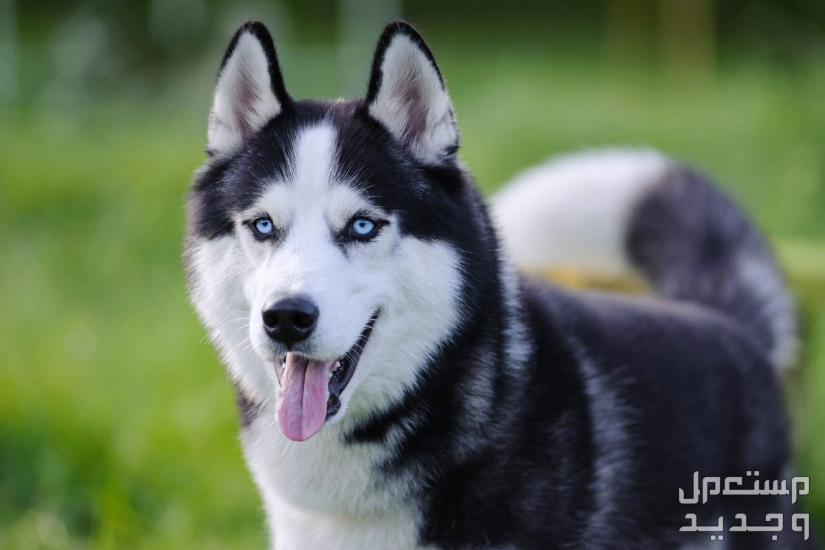 شاهد أفضل 10 سلالات كلاب روسية مشهورة في الأردن كلب هاسكي سيبيري