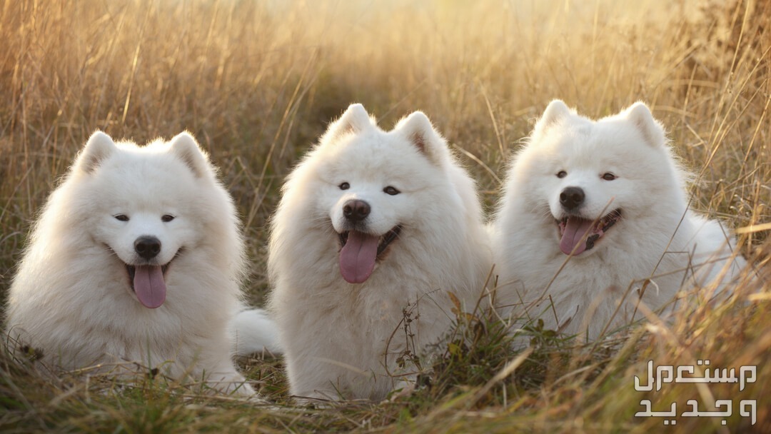 شاهد أفضل 10 سلالات كلاب روسية مشهورة في الأردن كلاب روسية