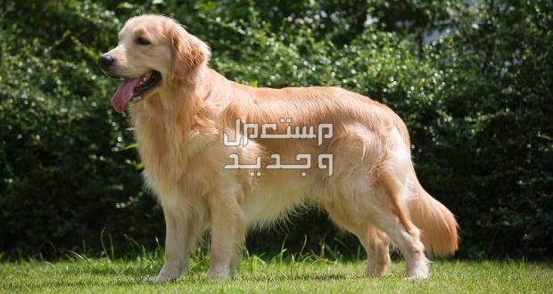 تعرف على بعض أنواع كلاب الأكثر شهرة للتربية في المنزل كلب جولدن