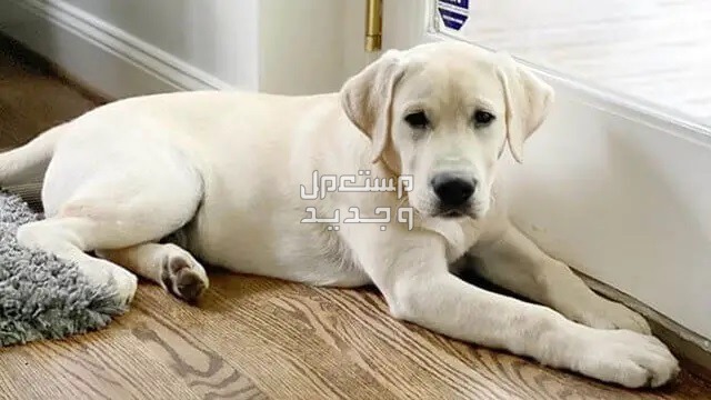 تعرف على بعض أنواع كلاب الأكثر شهرة للتربية في المنزل كلب منزلي رائع