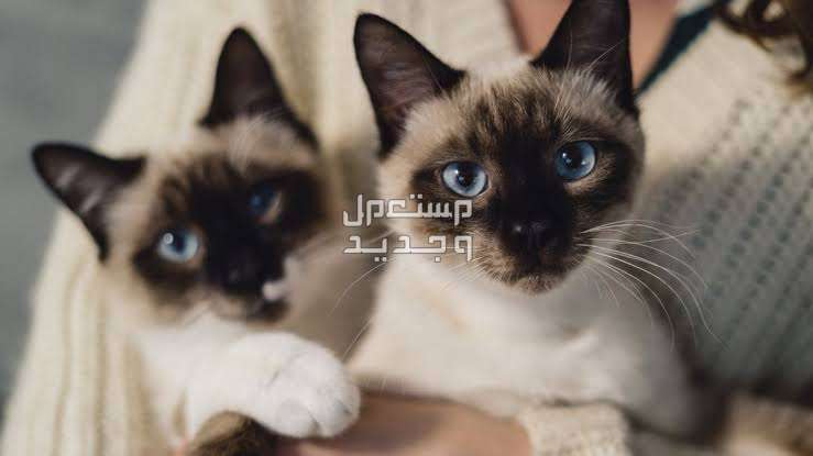 تعرف على جميع المعلومات التي تخص قط الهملايا قطط الهيمالايا