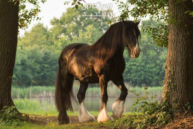 خيول شاير - تعرف على أهم مميزاتهم وتاريخهم الرائع في السعودية حصان شاير بمظهر فريد