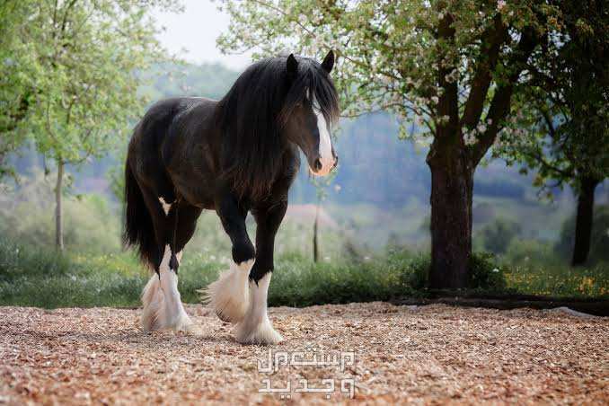 خيول شاير - تعرف على أهم مميزاتهم وتاريخهم الرائع في السعودية الطول الرائع لخيول شاير