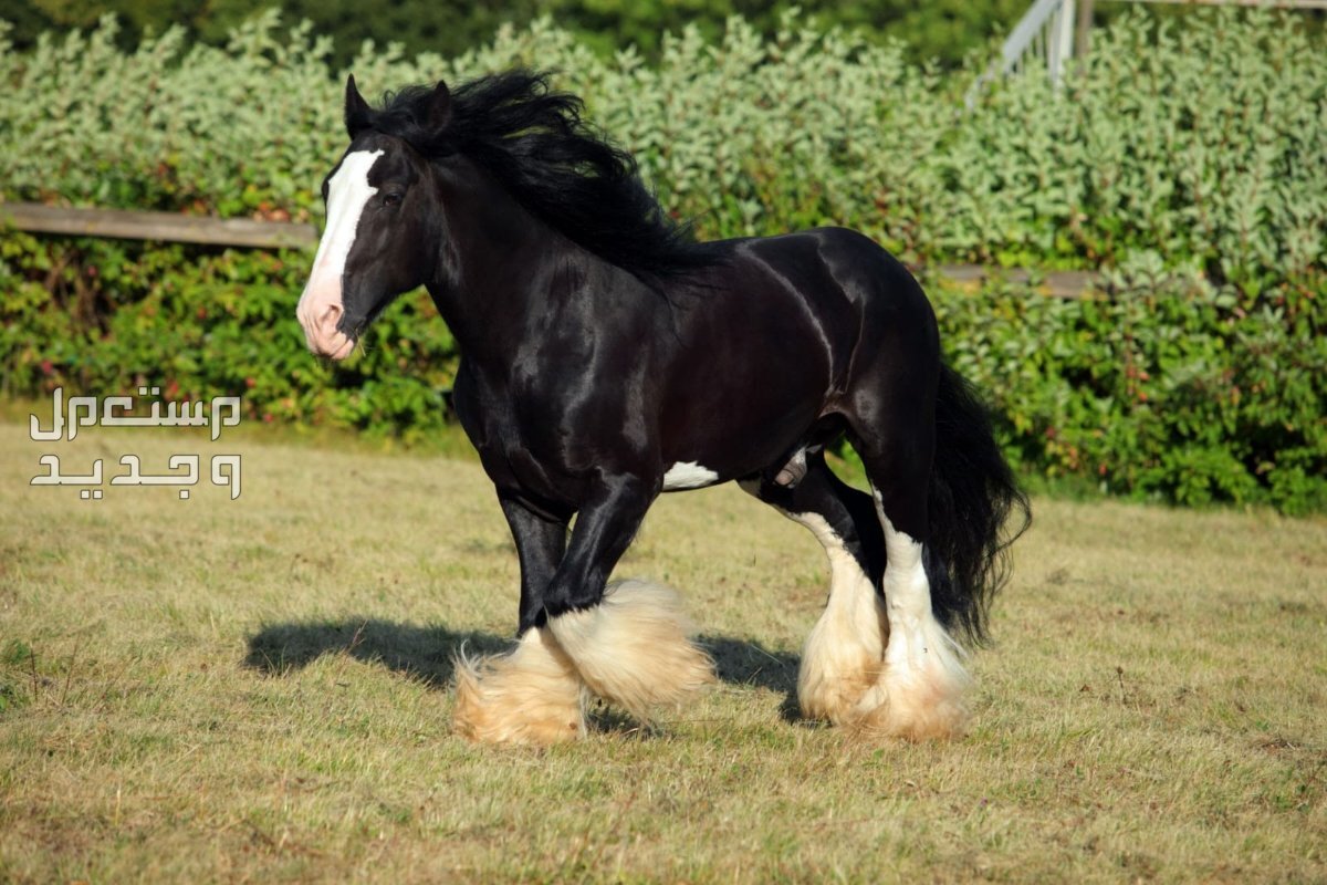خيول شاير - تعرف على أهم مميزاتهم وتاريخهم الرائع في السعودية اللون الأسود لخيول شاير